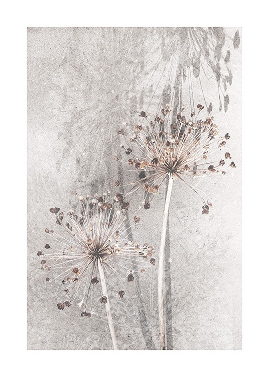 Dried Allium Flowers No1 Plakat / Fotokunst hos Desenio AB (12661)