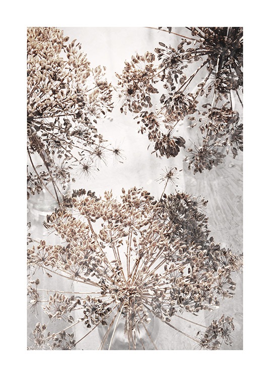 Dried Giant Hogweed No2 Plakat / Fotokunst hos Desenio AB (12664)