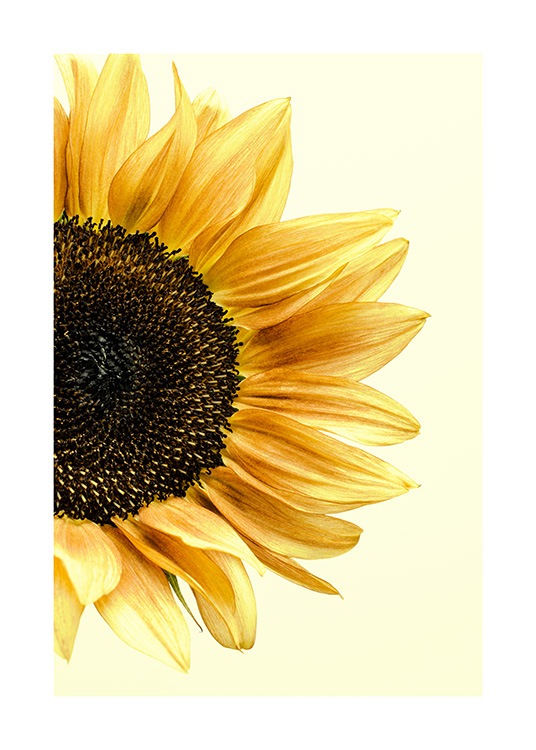 Sunflower Plakat / Fotokunst hos Desenio AB (12864)