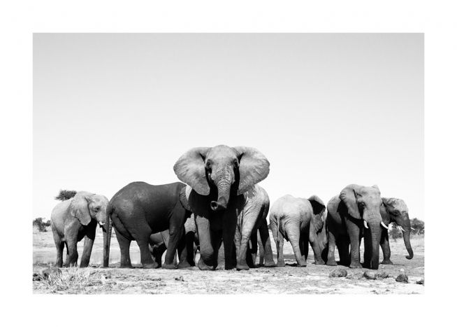 Elephant Hord Plakat