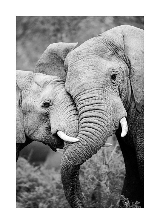 Elephant Friends Plakat