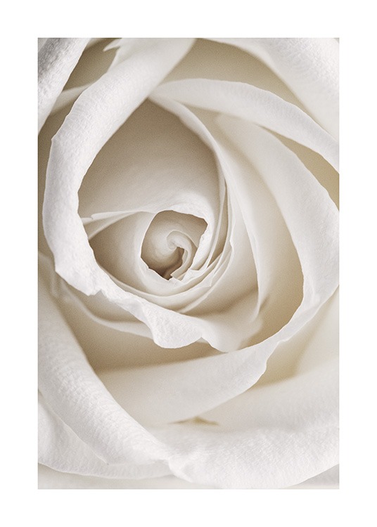 Botanisk nærbilde av en romantisk hvit rose 