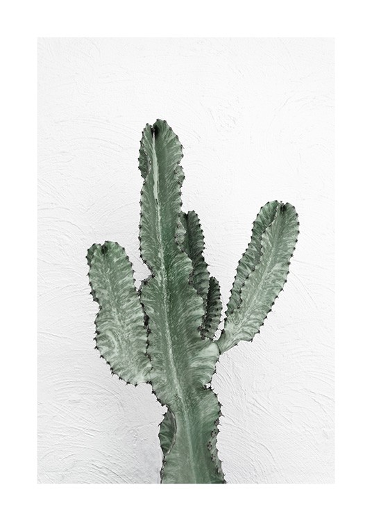 Fotografi av en grønn kaktus mot en hvit vegg 