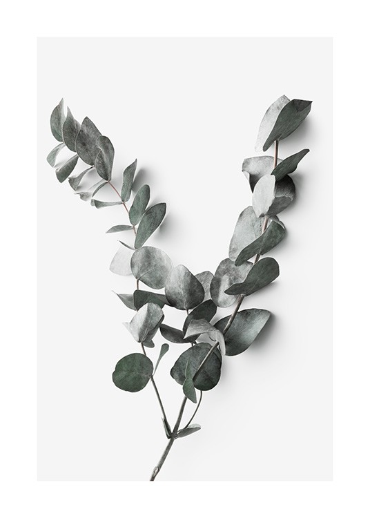 Eucalyptus Twigs No2 Plakat