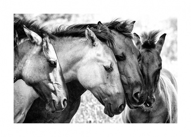 Four Horses Plakat
