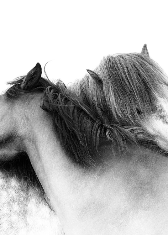 Fotografi av to hvite hester med halsen rundt hverandre