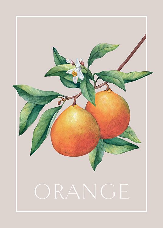 Vintage-illustrasjon av to appelsiner omgitt av en rektangel og ordet «Orange»