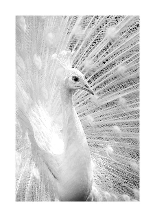 Svarthvitt-fotografi av en hvit påfugl