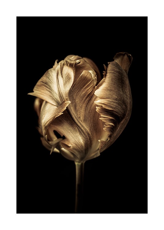  - Foto av tulipan dekket med gullfarge mot svart bakgrunn