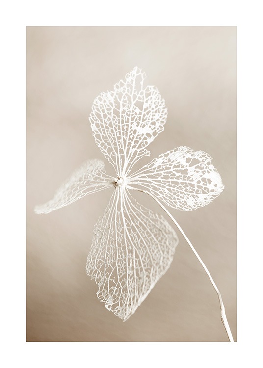  - Nærbilde av tørket hvit blomst mot en beige og uskarp bakgrunn