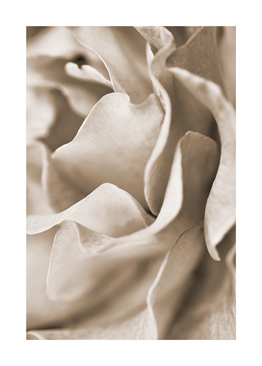  - Nærbilde av rose med beige kronblader