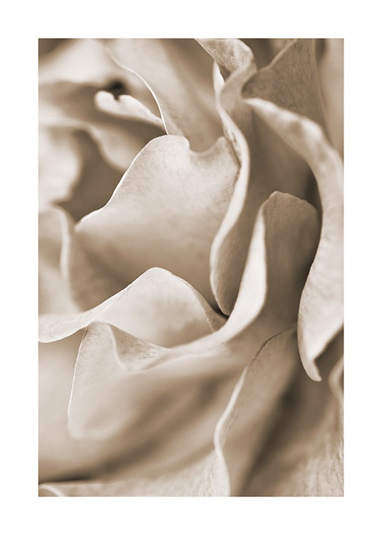 Muted Rose Plakat