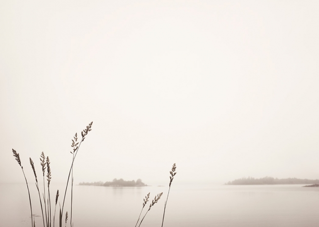 Reed by Foggy Lake Plakat