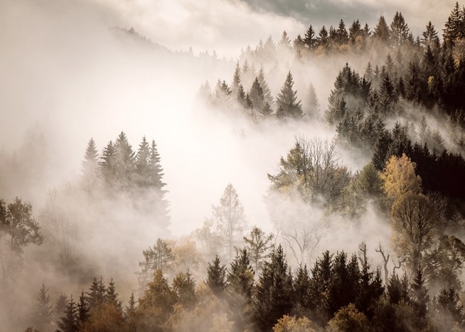  - Foto av skog med tåke og dis hengende over