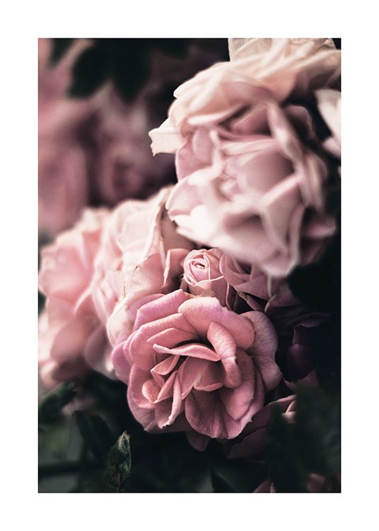  - Nærbilde av en gruppe med rosa roser med uskarp bakgrunn og én blomst i fokus