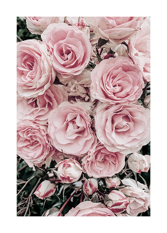  - Foto av rosebukett med pastellrosa roser og grønne blader