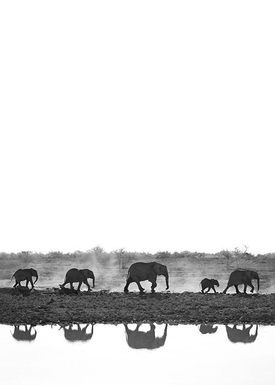  - Svart-hvitt foto av elefanter som går på linje med speilbilde i en innsjø
