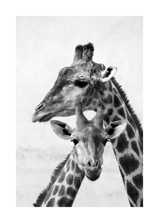  - Foto i svart-hvit av en giraffmamma med barn som står med hodene sammen.