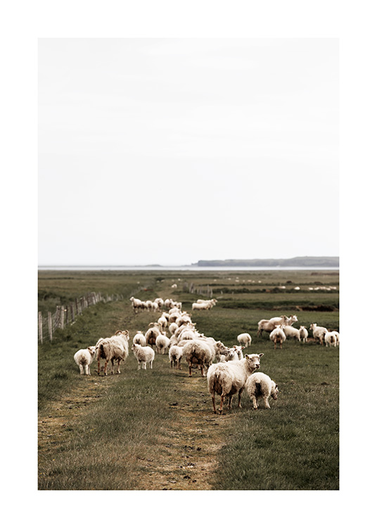  - Fotografi av en stor flokk med sauer omgitt av grønt landskap på Island