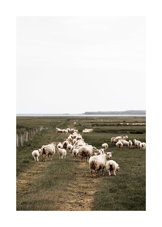 Icelandic Sheep Plakat