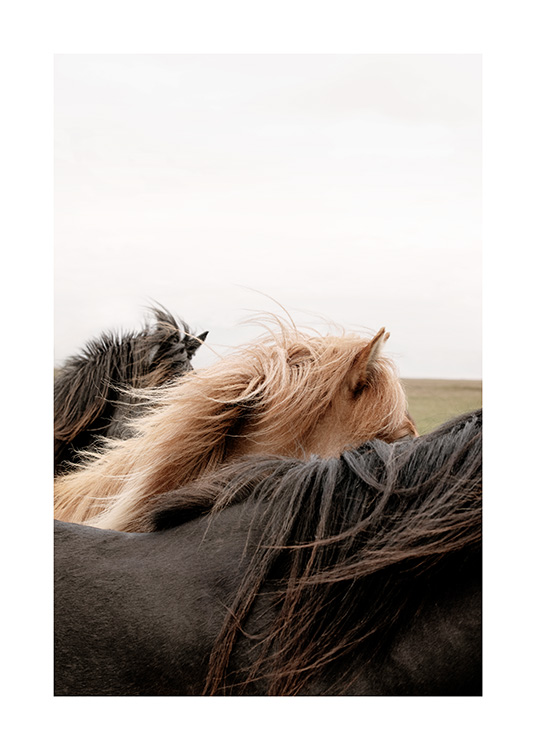 - Fotografi av brune hester som står sammen på Island