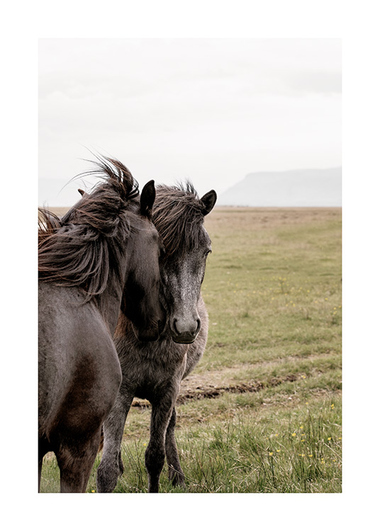  - Fotografi av to svarte hester som holder hodene sammen