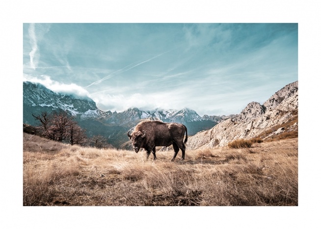  - Naturfotografi med en bøffel som står i en åker foran fjell og blå himmel