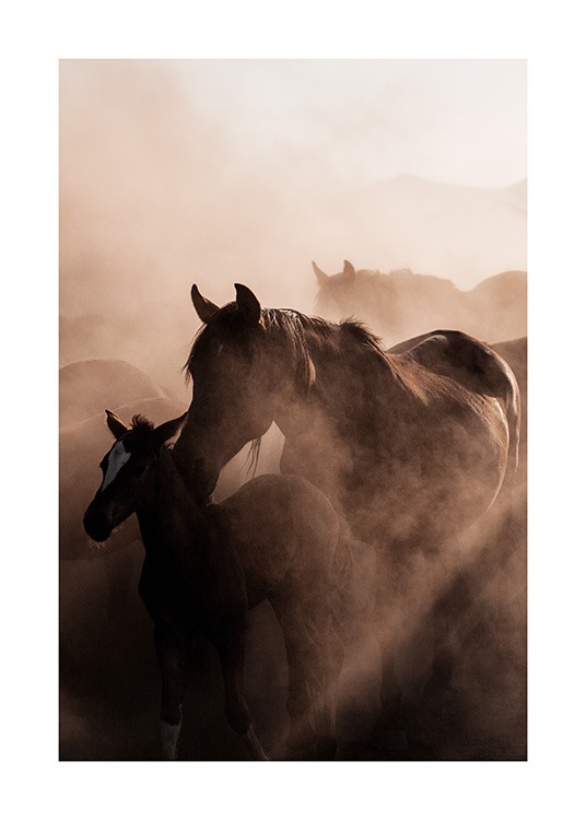  - Dyreplakat med et fotografi av en flokk ville hester, og et føll med moren sin i forgrunnen