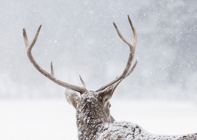 Deer in the Snow Plakat / Insekter & dyr hos Desenio AB (13589)