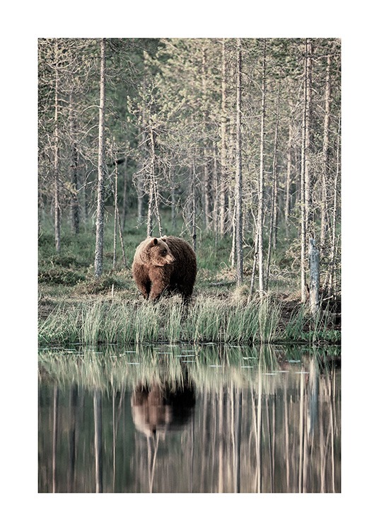 Bear by Lake Plakat / Insekter & dyr hos Desenio AB (13591)