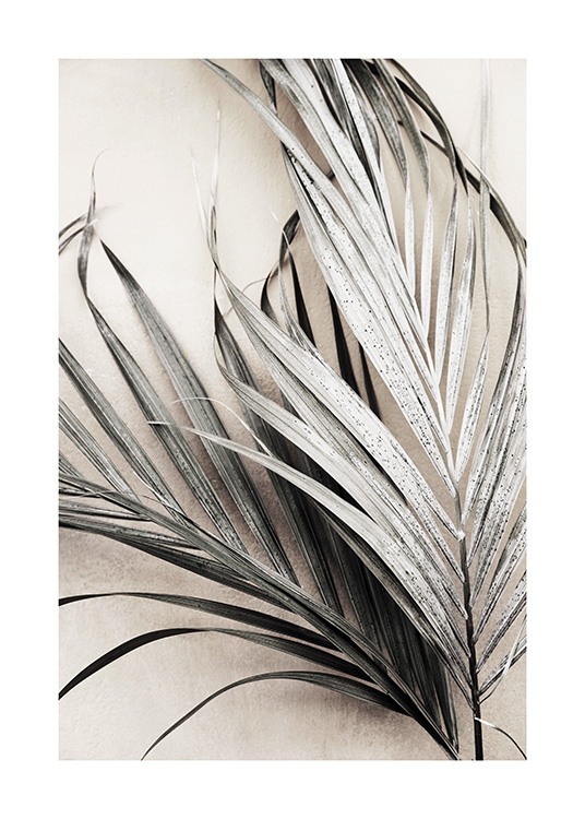Dry Palm Leaves No3 Plakat / Palmer hos Desenio AB (13672)