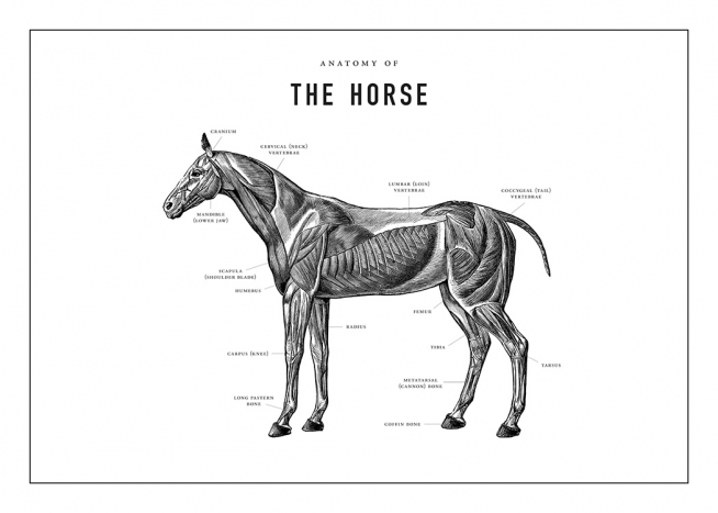 Horse Anatomy Plakat / Illustrasjoner hos Desenio AB (13732)