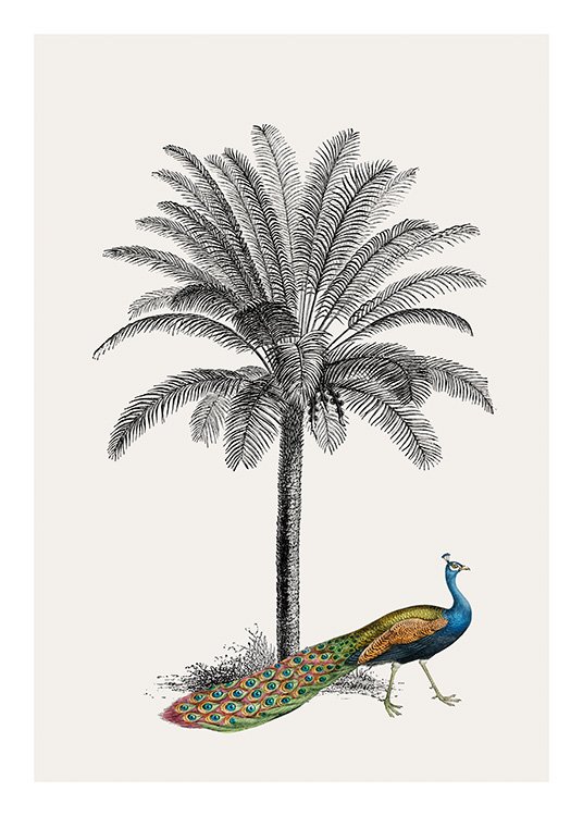 Royal Botanical Peacock Plakat / Fugler hos Desenio AB (13733)