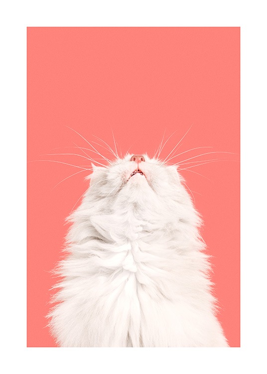 Fluffy Cat Plakat / Kjæledyr hos Desenio AB (13796)