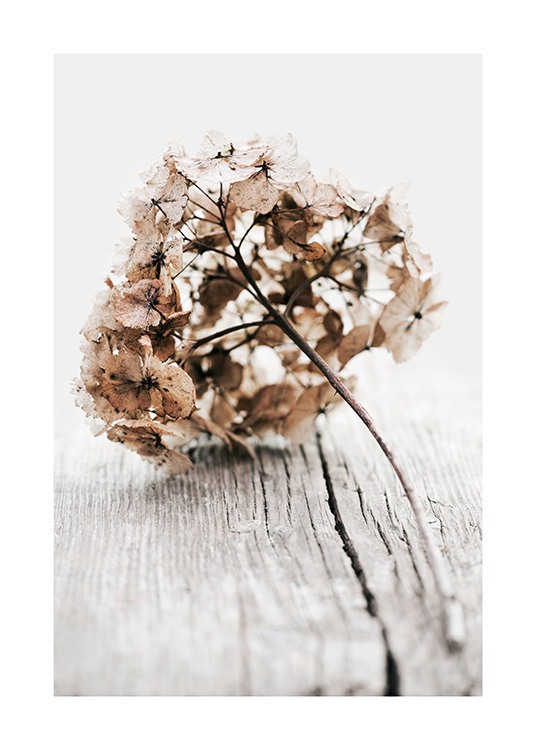  – Fotografi av en tørket hortensiakvist med beige blader mot en trebakgrunn