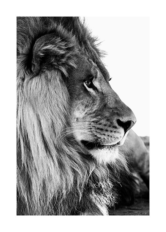 Lion Profile Plakat / Løve hos Desenio AB (13866)