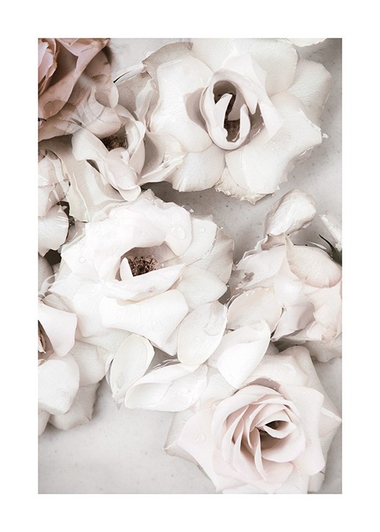 Close up White Roses Plakat / Blomster hos Desenio AB (13875)