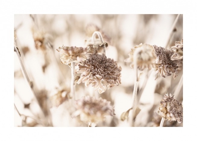 Dried Daisies Plakat