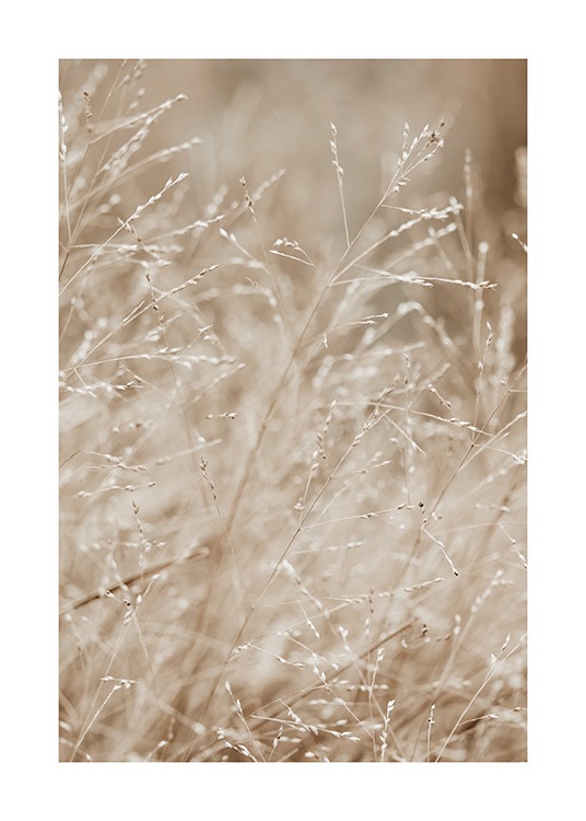  – Fotografi av en eng som er full av beige gress