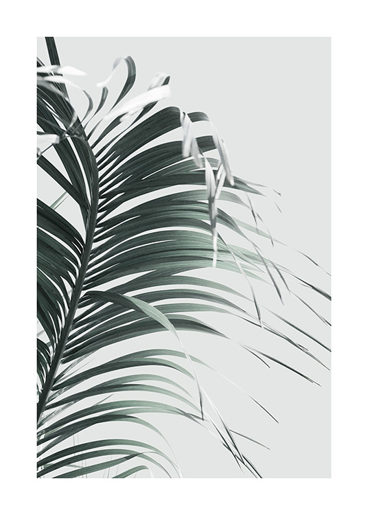 French Palm Leaf Plakat