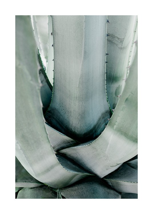  – Fotografi av en grønn aloe vera-kaktus