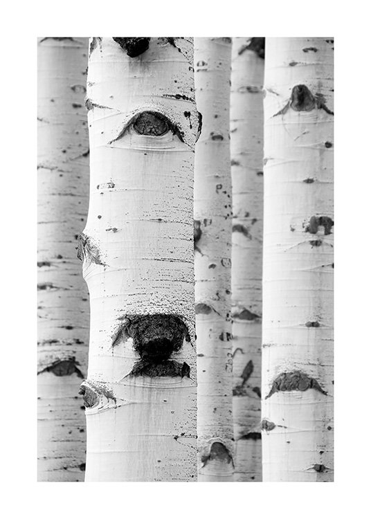 – Svarthvitt-fotografi av bjørketrær
