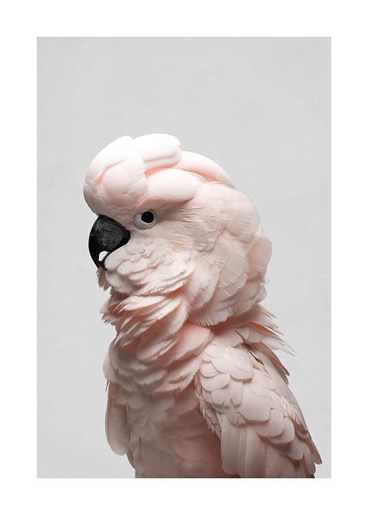 Pink Cockatoo Plakat
