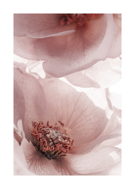  - Nærbilde av rosa hageblomster i blomst