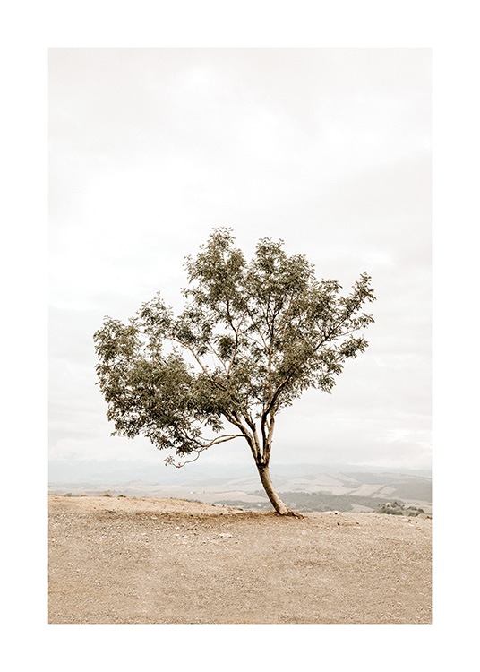  - Fotografi av et skjevt tre på en bakke, med tåkelandskap i bakgrunnen