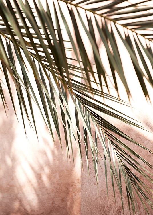  - Nærbilde av palmeblader og skygger mot en rosa bakgrunn