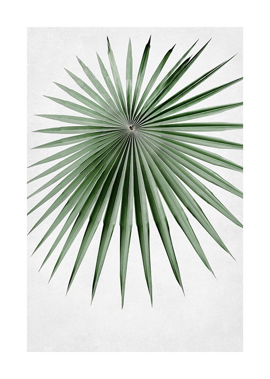  – Fotografi av et rundt palmeblad i grønt, med smale og spisse blader