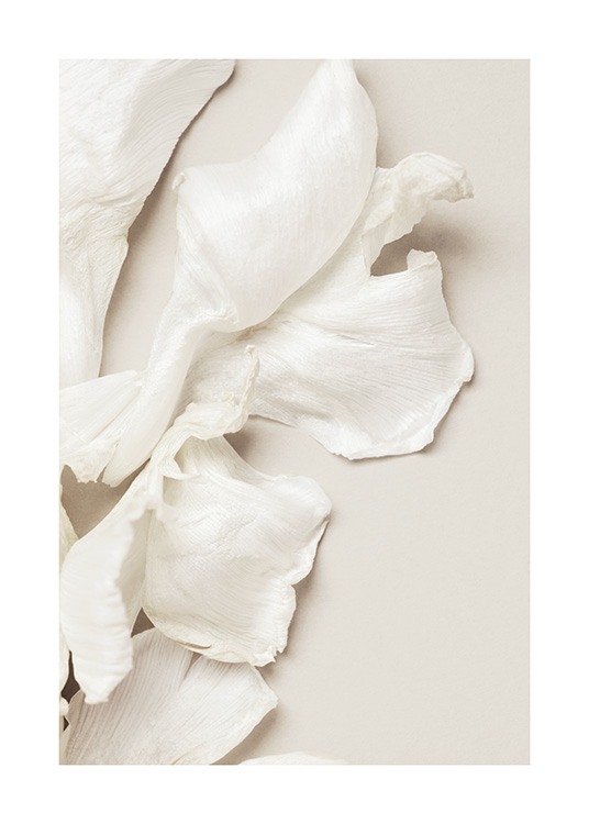  – Fotografi av hvite tulipankronblader på en beige bakgrunn