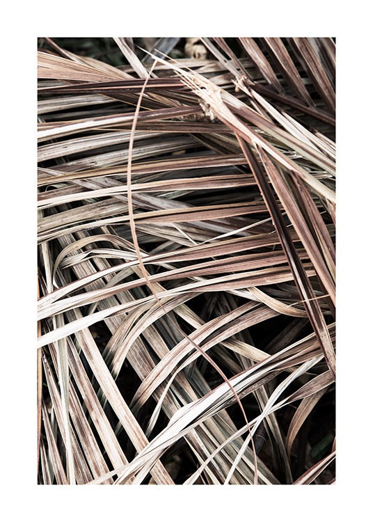  – Fotografi av beige, visnede palmeblader