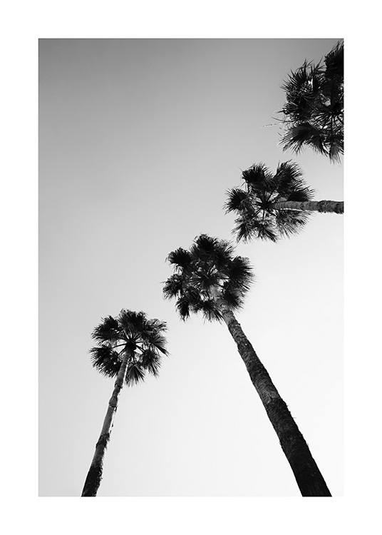  – Svarthvitt-fotografi av palmetrær sett fra forsiden